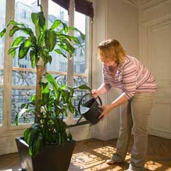 Как правильно украсить интерьер комнатными растениями?