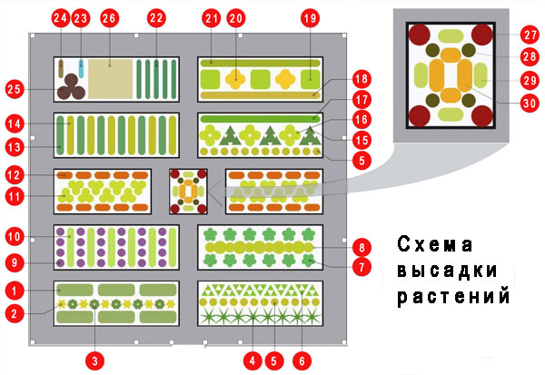 Схема посадки декоративного огорода